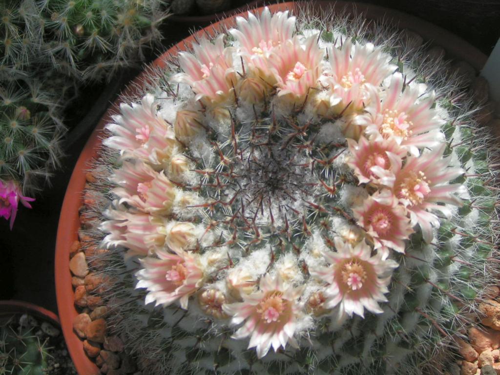 Mammillaria formosa